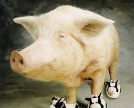 חזיר עם נעלי פרה