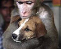כלב וקוף