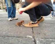 הכלב הכי קטן בעולם 