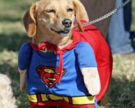 כלב סופרמן