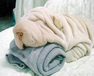 כלב או מגבת?