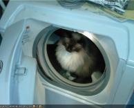 חתול במכונת כביסה