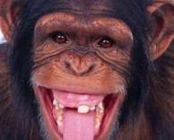 קוף מצחיק