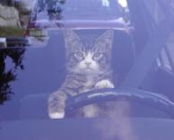 חתול נוהג באוטו