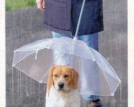 מטריה לכלב