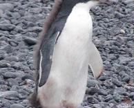 פינגווין עם פרווה