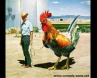 תרנגול ממש גדולה
