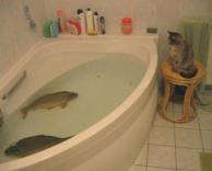חתול שמאוד רוצה לעשות אמבטיה