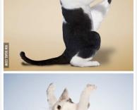 חתולים עושים יוגה