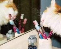 גם חתולים מצחצחים שיניים