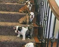 מדרגות חיות