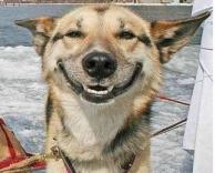 כלב מחייך