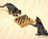שחמט חתולים