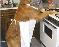 כלבה מכינה אוכל