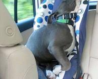 תינוק באוטו