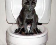 חתול בשירותים