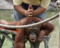 מסאג' תאילנדי לקוף
