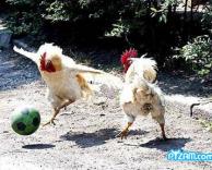 כדורגל תרנגולים