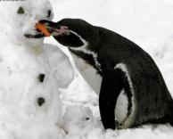 פינגווין רעב