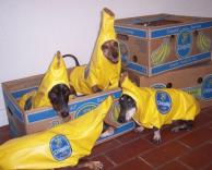 כלבים מחופשים לבננות