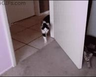 מתקפה חתולית