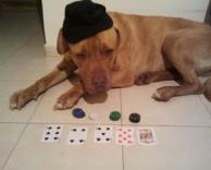 כלב משחק קלפים