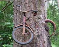 אופניים בתוך עץ?!