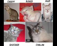 חתולים והבעות פנים
