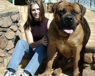 הכלב הגדול בעולם