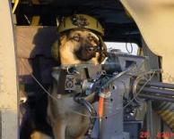 כלב צבאי