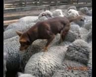 כלב על הכבשים