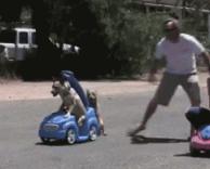 תחרות מכוניות עם כלבים 