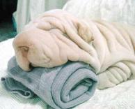 כלב מגבת 
