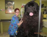 כלב ענקי 