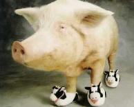 חזיר בנעליים 