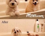 כלבים מתקלחים לפני אחרי