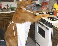 מי אמר שכלבים לא יכולים להיות במטבח