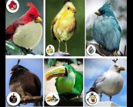 מזהים את הציפורים?
