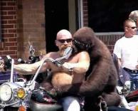 קוף על אופנוע