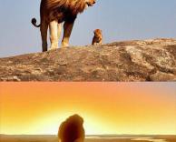 מלך האריות במציאות!