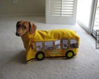 כלב בתחפושת אוטובוס