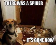 פעם היה שם עכביש