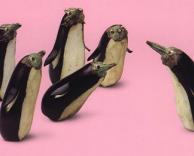 פינגווינים מחצילים!