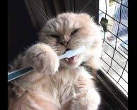 חתול מצחצח שיניים