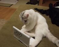 חתול במחשב