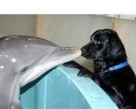 דולפין שאוהב כלב