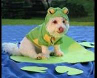 כלב מחופש לצפרדע