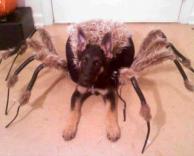 כלב עכביש