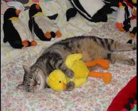 חתול ישן עם ברווז