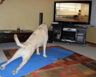 כלב עושה יוגה